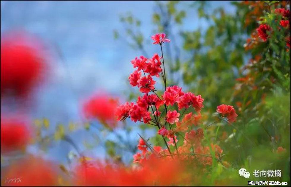 【春天,广西桂林灌阳县向您发出邀请!】登麒麟山,相约映山红 - 游山玩水 - 六盘水生活社区 - 六盘水28生活网 lps.28life.com