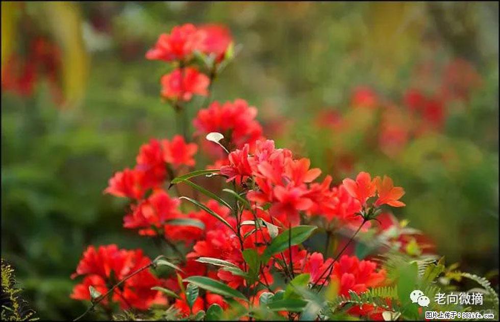 【春天,广西桂林灌阳县向您发出邀请!】登麒麟山,相约映山红 - 游山玩水 - 六盘水生活社区 - 六盘水28生活网 lps.28life.com