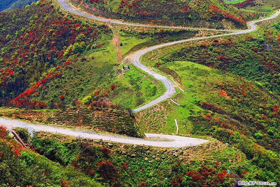 【春天,广西桂林灌阳县向您发出邀请!】春木界上映山红 - 游山玩水 - 六盘水生活社区 - 六盘水28生活网 lps.28life.com