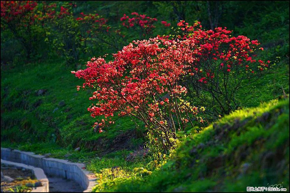 【春天,广西桂林灌阳县向您发出邀请!】春木界上映山红 - 游山玩水 - 六盘水生活社区 - 六盘水28生活网 lps.28life.com