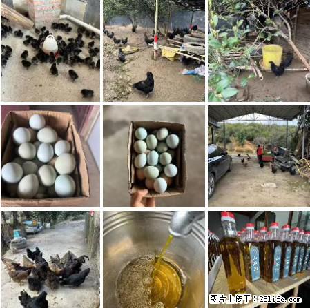油茶园从小鸡仔开始养起的纯土鸡、土鸡蛋可以预定啦!还有前几天刚榨的纯山茶油哦 - 美食天地 - 六盘水生活社区 - 六盘水28生活网 lps.28life.com