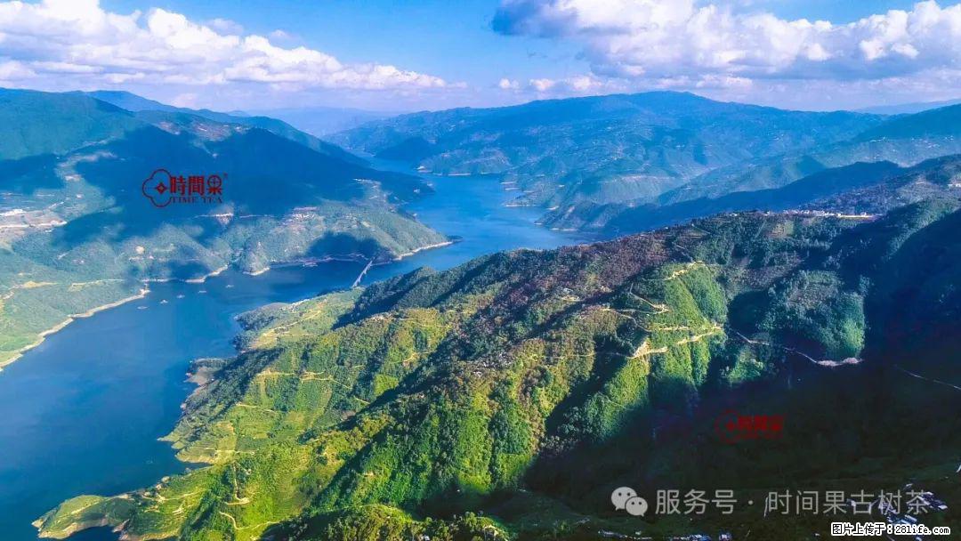 时间果百年古树龙珠普洱生茶 - 购物交流 - 六盘水生活社区 - 六盘水28生活网 lps.28life.com