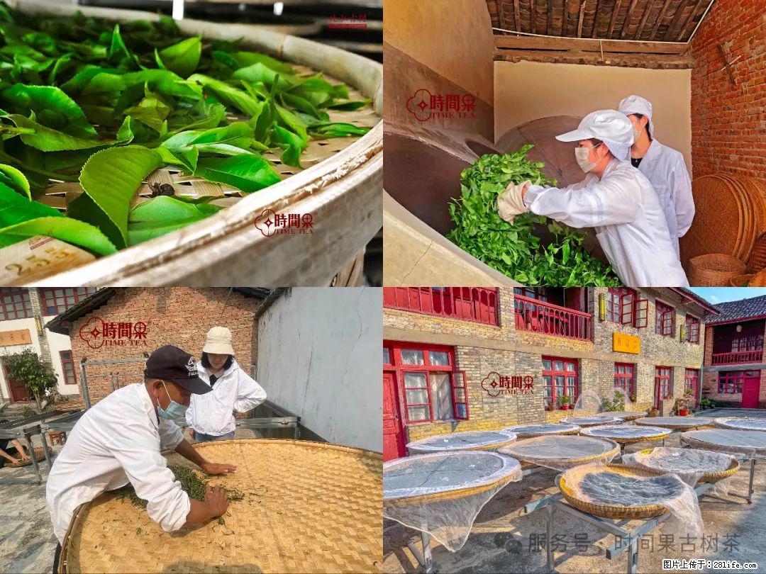 时间果百年古树龙珠普洱生茶 - 购物交流 - 六盘水生活社区 - 六盘水28生活网 lps.28life.com