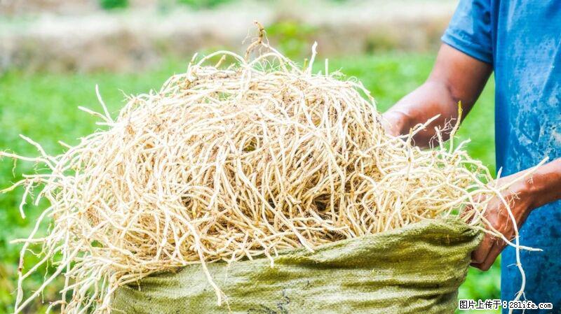 堪称“最难吃”的蔬菜,却是 “抗辐射神器”,还能护肺、清热、止咳化痰! - 六盘水生活资讯 - 六盘水28生活网 lps.28life.com