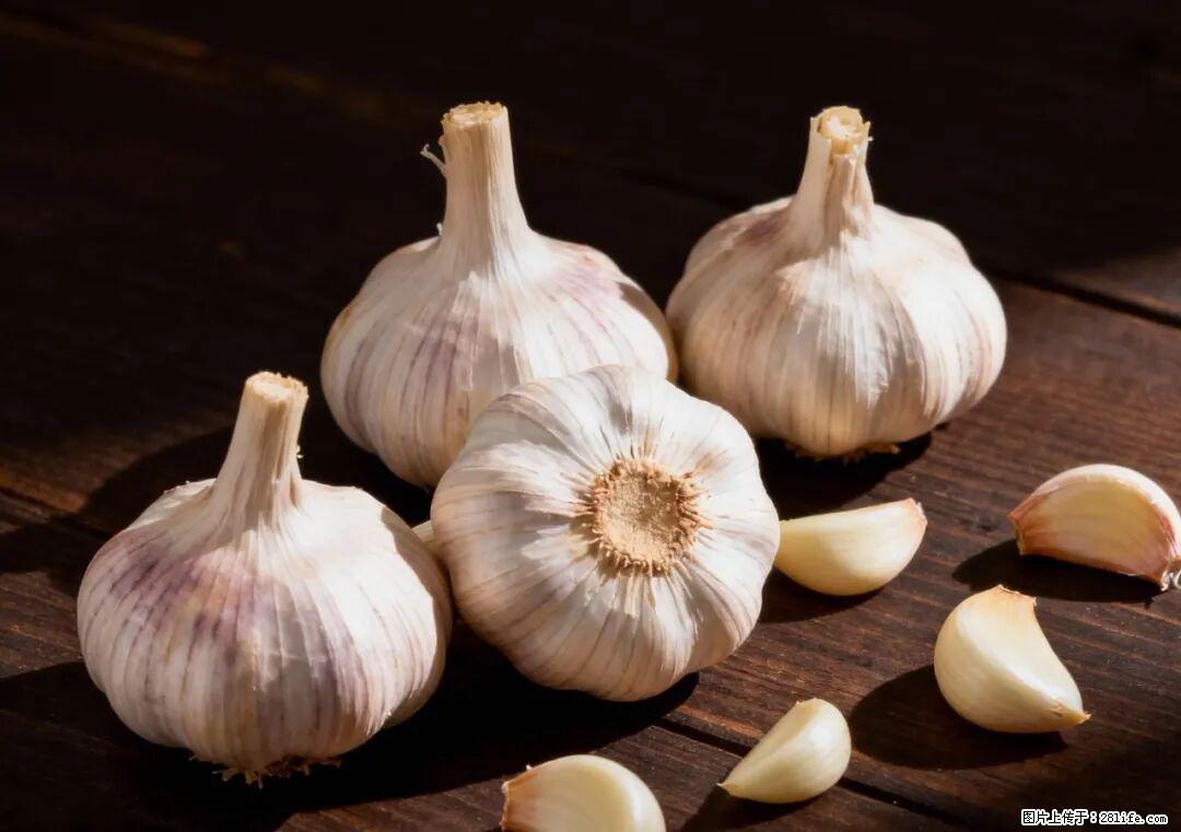 关于大蒜，除了“天然抗生素”，这4个谣言更该警惕! - 六盘水生活资讯 - 六盘水28生活网 lps.28life.com