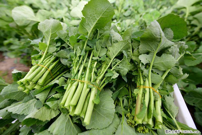 这些蔬菜是“天然钙片”，这6种被医生重点推荐 - 六盘水生活资讯 - 六盘水28生活网 lps.28life.com
