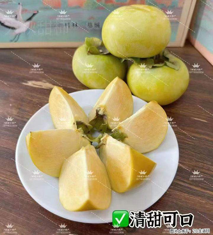 广西桂林平乐桥亭【红心猕猴桃】、【大秋甜柿】上市啦，欢迎各位新老客户下单（另有少量小果出售） - 六盘水生活资讯 - 六盘水28生活网 lps.28life.com